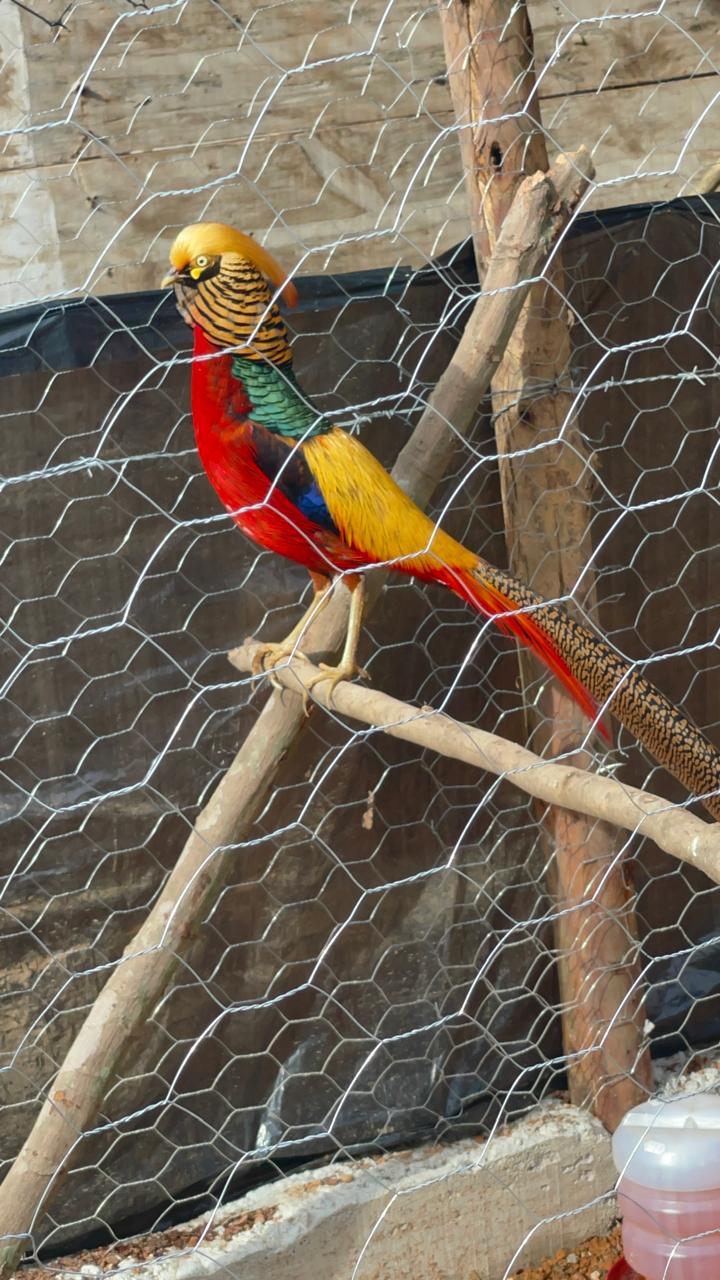 Animal do Sítio
